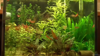 Becken 3004 von Herbert Aust