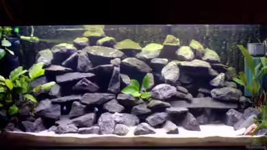 Becken 3021 von Andreas Odenweller