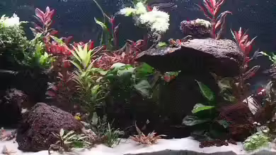 Becken 3026 von Markus Reinecke