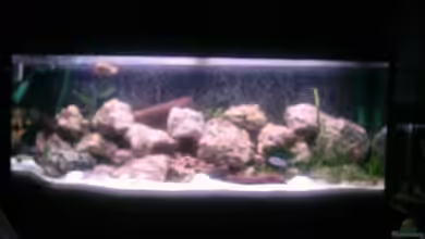 Becken 303 von Peter Hahn