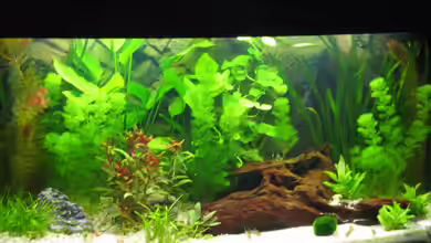 Becken 3036 von Janko Pickert