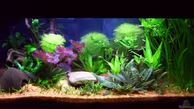 Becken 3038 von Ralf Franke