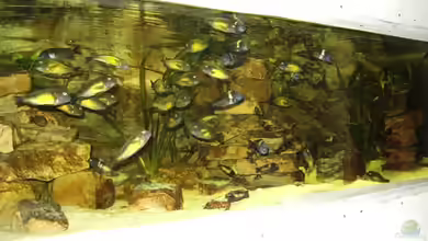 Becken 3039 von Marcus Wesche