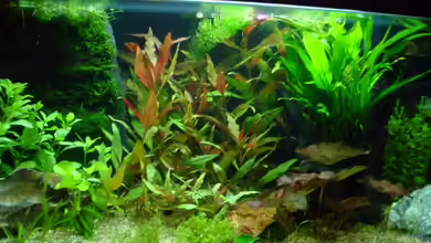 Becken 3043 von Dominic Labella