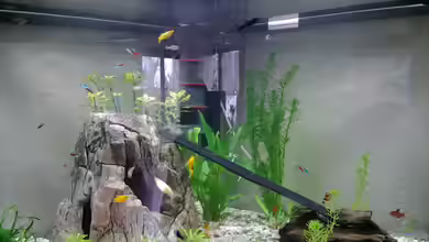 Becken 30481 von rewe