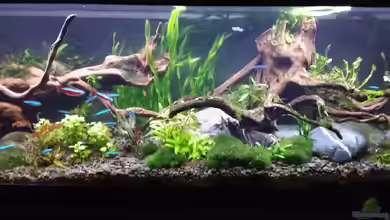 Becken 30484 - Das Morgenbecken - von Grünhexe