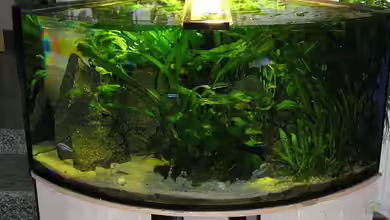 Becken 305 von Alexander Steinkellner