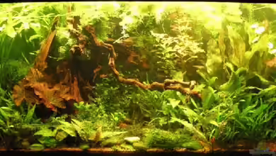 Becken 3056 von Kamenko