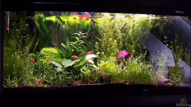 Becken 3057 von Sebastian Seibold