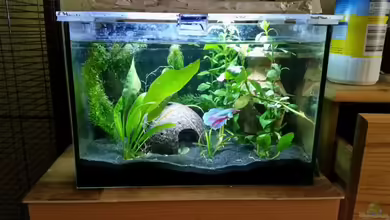 Becken 30618 von Betta Ufuk