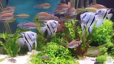 Becken 30620 - Innerer Frieden von Grünhexe