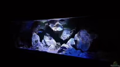 Becken 30628 von namaycushfreak