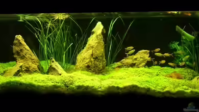 Becken 3067 von Aqua-Flo