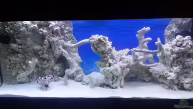 Becken 30815 mein Traumriff im Wohnzimmer von Bernd Pinkert