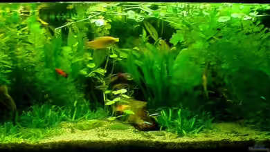 Becken 3090 von Daniel Schilling