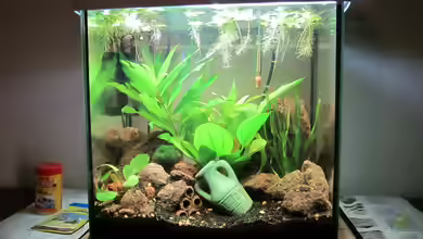 Becken 30935 von RenSa