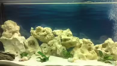 Becken 30976 von keba