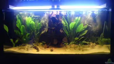 Becken 3099 von Patrick Gauseweg