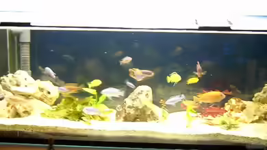 Becken 310 von Marion Kohl