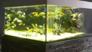 Becken 31073 von Frank Lefers