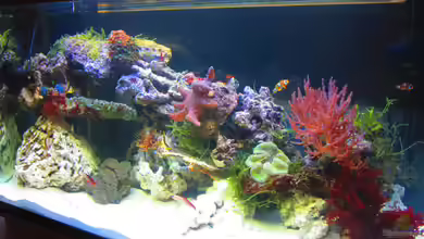 Becken 31101 von Christian Bayerl