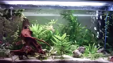 Becken 3111 von Pimpmatics