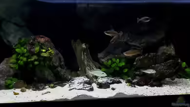 Becken 31136 von Matze38