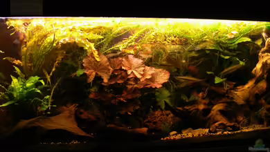 Becken 3127 von René Leubecher