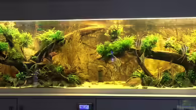 Becken 31356 von Insulaner