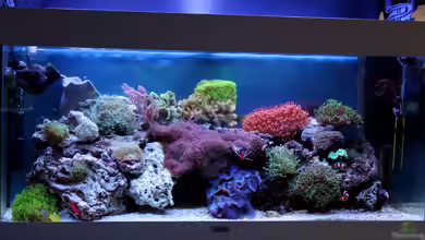 Becken 31412 von die Perle...