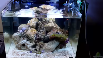 Becken 31417 von die Perle...