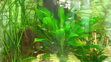 Becken 31550 Juwel Trigon 190 von atom010