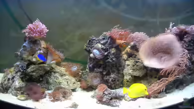 Becken 31558 von Enrico Lang