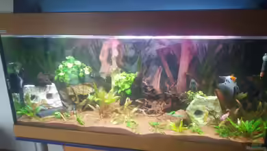 Becken 31561 von Ronny Haeringer