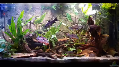 Becken 31653 von Oistel