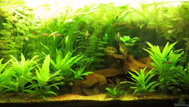 Becken 31657 von misch