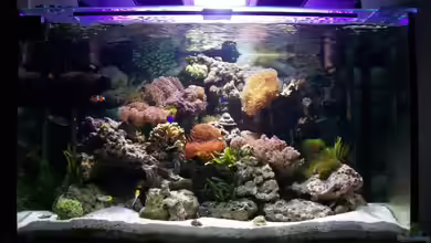 Becken 3172 von Christian Schröter