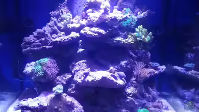 Becken 31733 von Cuny