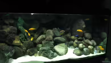 Becken 3179 von Pille