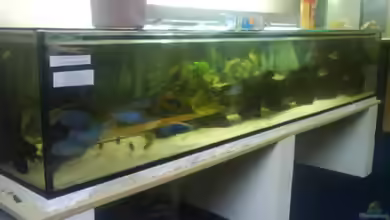 Becken 3183 von Heikos-Malawizucht