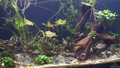 Becken 31908-Aufgelöst von LaFrieda