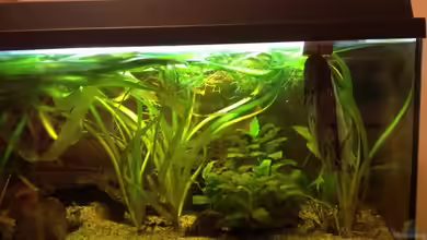 Becken 31913 von Killifisch2001