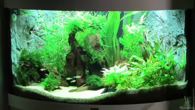 Becken 31934 von Sebasco