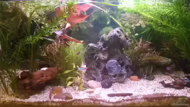 Becken 31938 von Tommy F