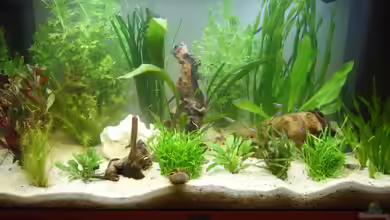 Becken 3194 von Sabine Lindemann