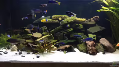 Becken 31940 von Diegos Becken