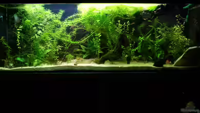 Becken 31985 von Fabian Warmbader