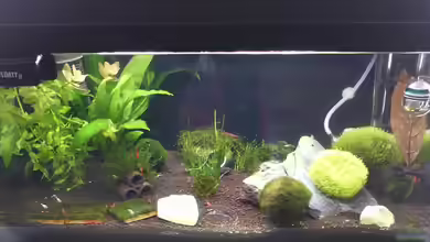 Becken 32033 von Beba