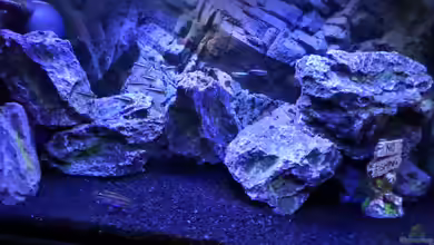 Becken 32103 von Hans-Hubert