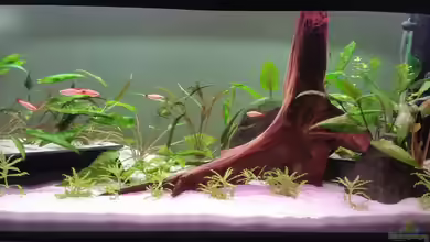 Becken 32282 von Oli 1